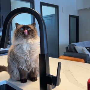 Meet your Posher, Ryan